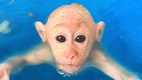 This little baby <b>monkey</b> is named <b>BiBi</b>. . Bibi monkey story deutsch